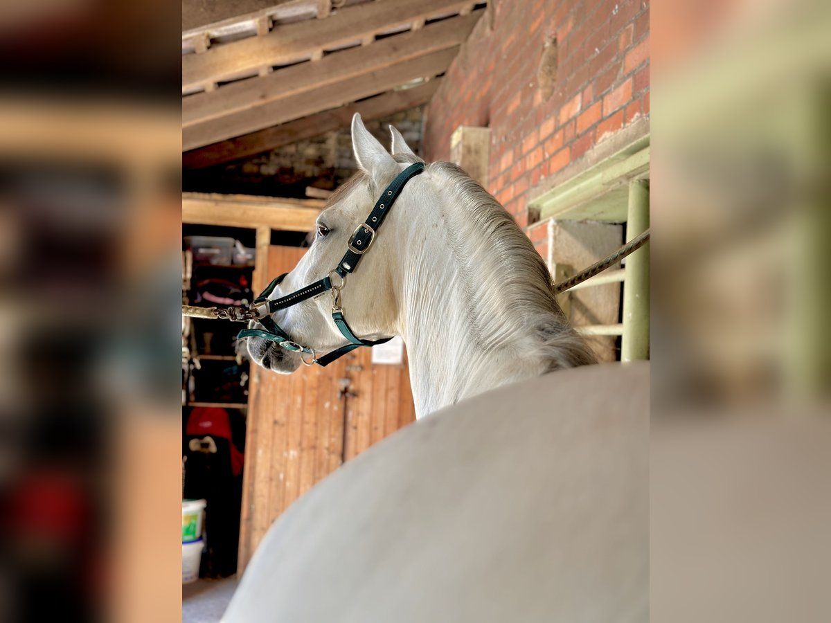 Cruzado Merrie 10 Jaar 158 cm Schimmel in L&#xFC;nen