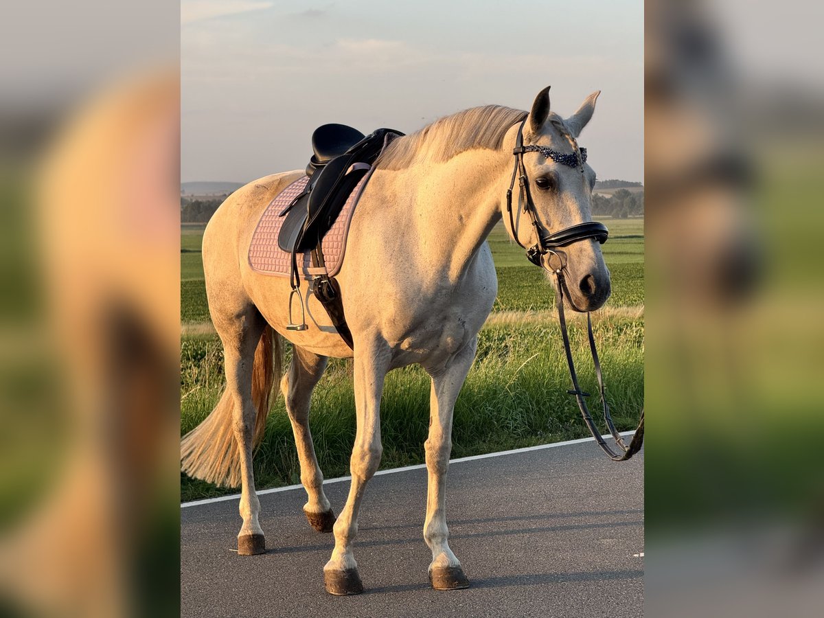 Cruzado Merrie 10 Jaar 161 cm Appelschimmel in W&#xFC;lperode