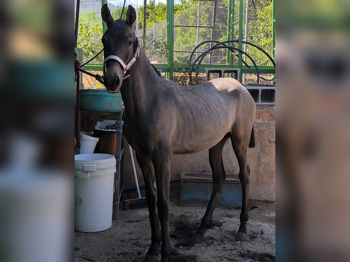 Cruzado Merrie 1 Jaar Schimmel in La Vall D&#x27;Uixo