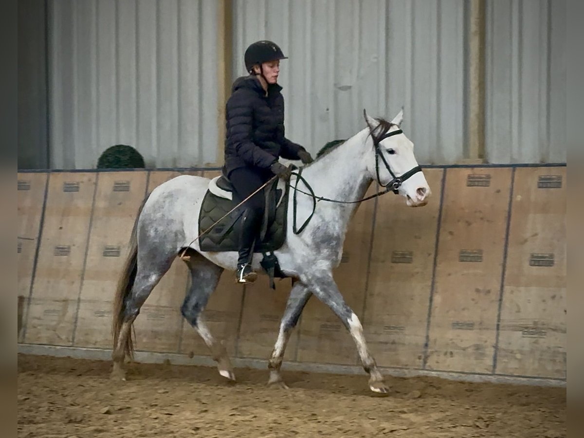 Cruzado Merrie 3 Jaar 150 cm Appelschimmel in Neustadt (Wied)