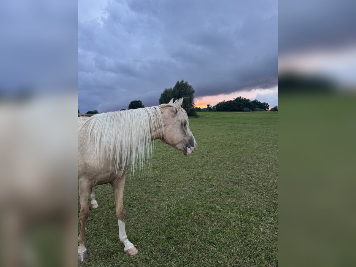 Cruzado Merrie 3 Jaar 160 cm Palomino in Kulmbach