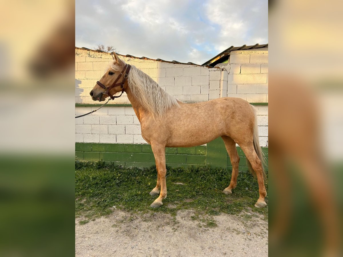 Cruzado Merrie 3 Jaar in Madrid