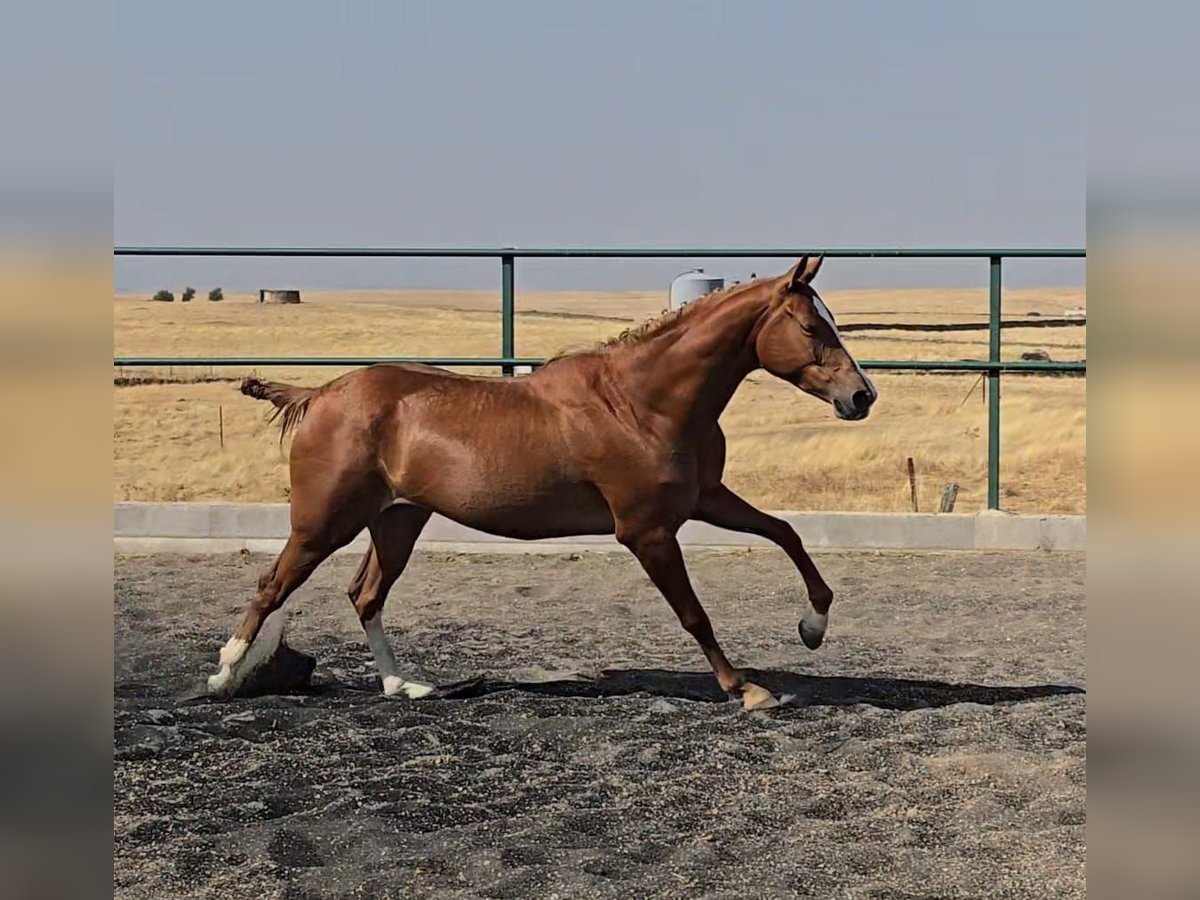 Cruzado Merrie 4 Jaar 160 cm Vos in Brozas