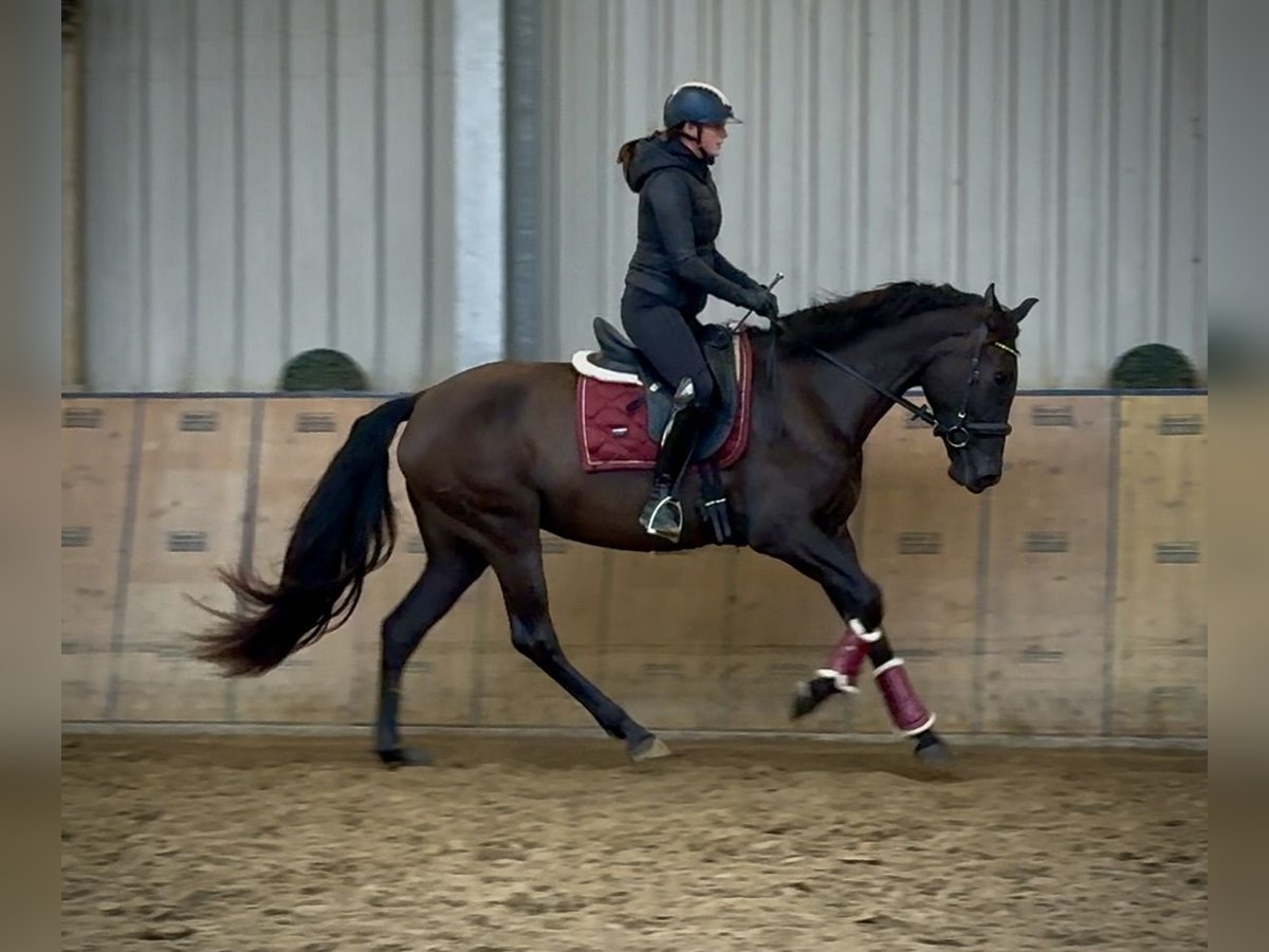 Cruzado Merrie 4 Jaar 162 cm Donkerbruin in Neustadt (Wied)