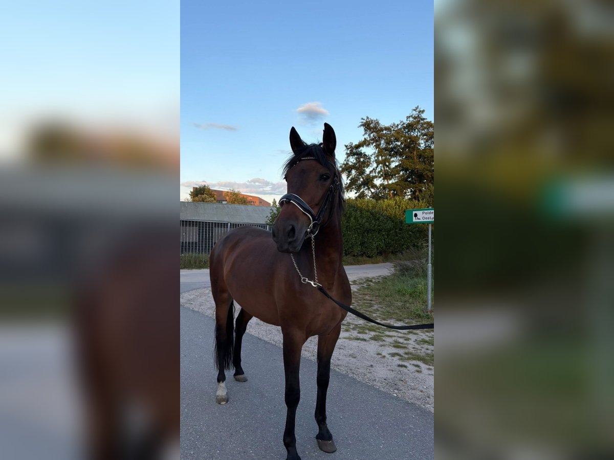 Cruzado Merrie 6 Jaar 156 cm Donkerbruin in Gouda