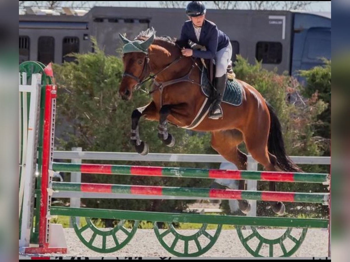 Cruzado Merrie 7 Jaar 164 cm Bruin in Alcala De Henares