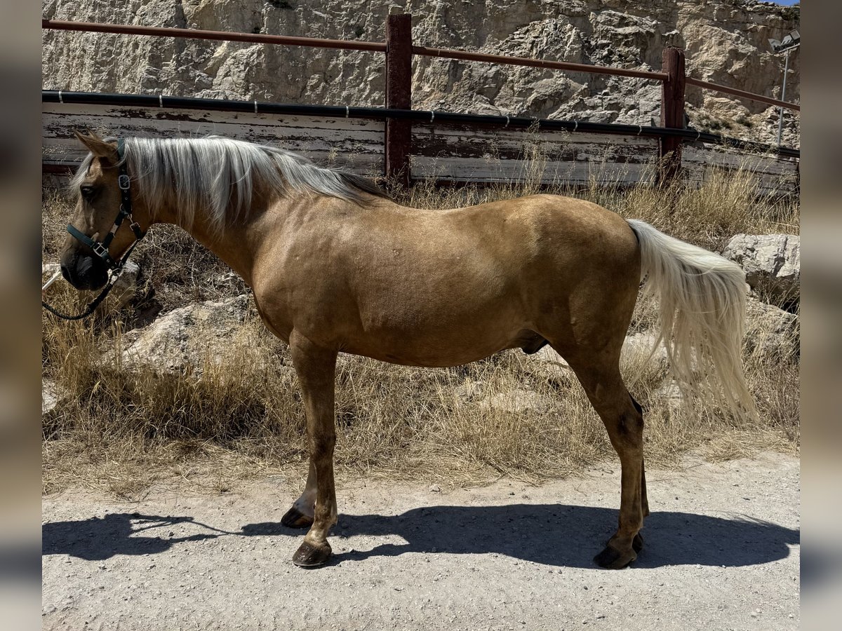Cruzado Ruin 15 Jaar Palomino in Fuendetodos