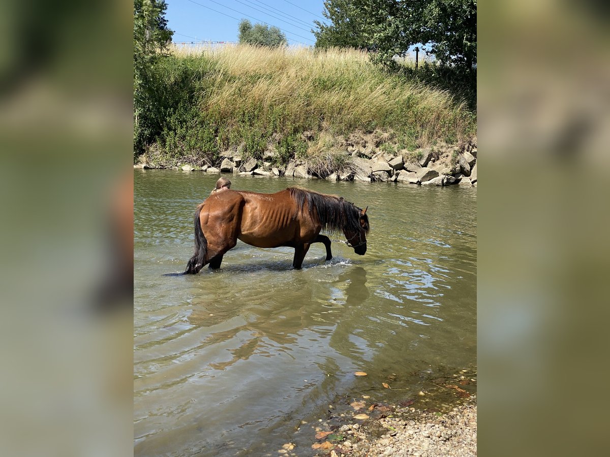 Cruzado Ruin 3 Jaar 148 cm Bruin in Pocking