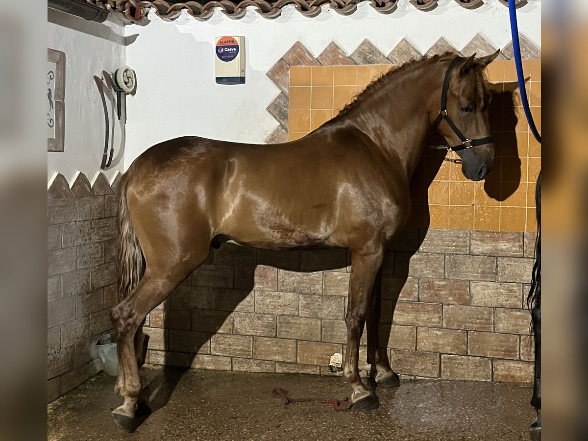 Cruzado Ruin 4 Jaar 167 cm Vos in Ribesalbes