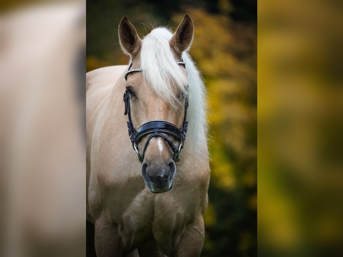 Cruzado Ruin 5 Jaar 167 cm Palomino in Nettersheim