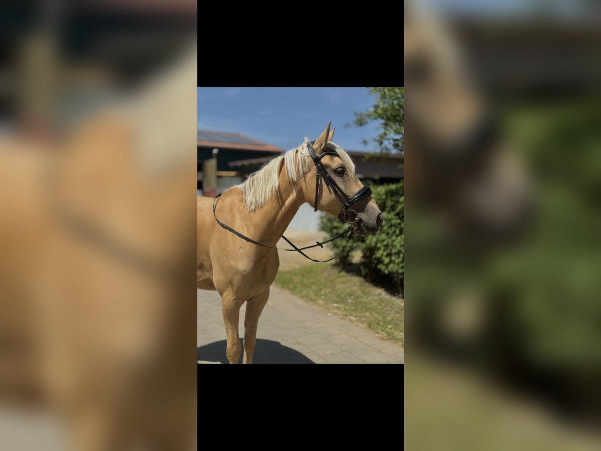 Cruzado Ruin 7 Jaar 166 cm Palomino in Neuss