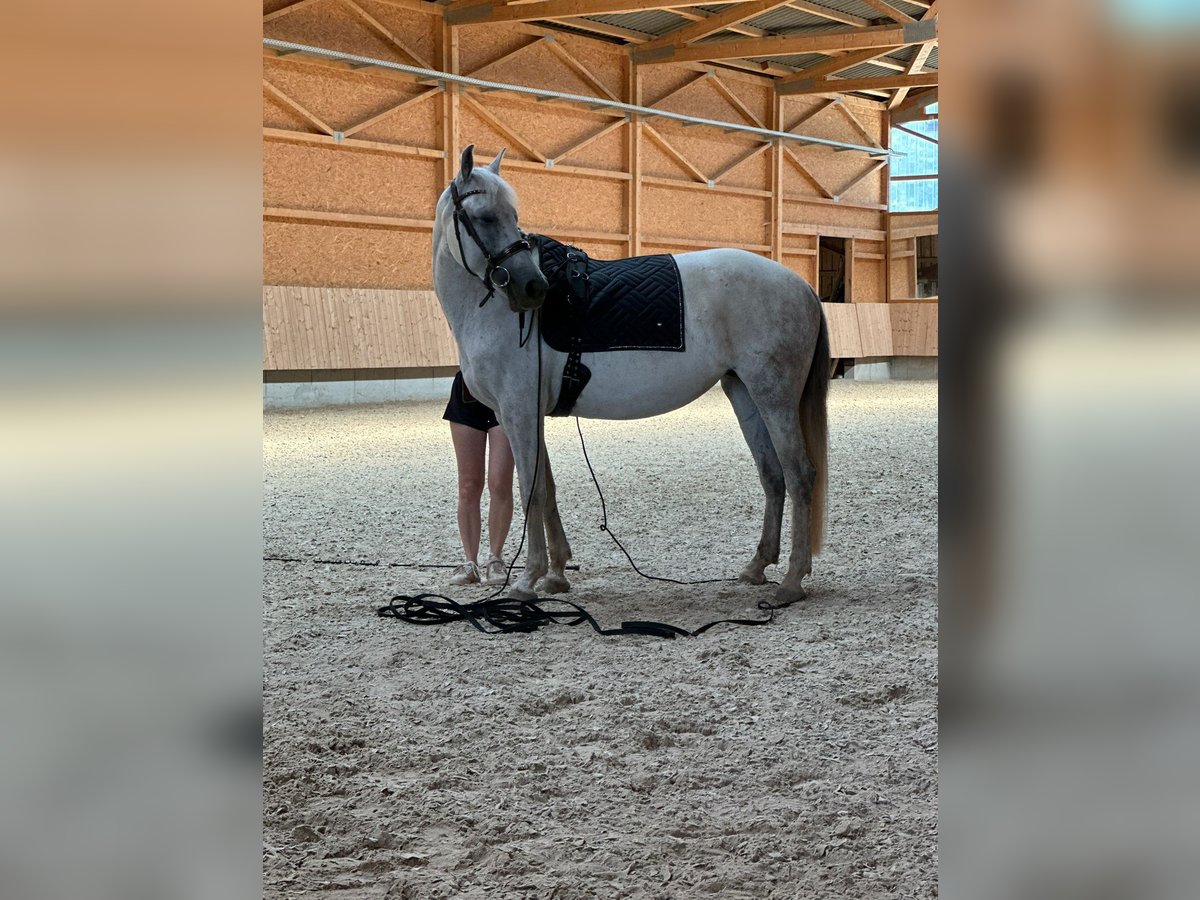 Cruzado Semental 9 años 158 cm Tordo in F&#xFC;rth