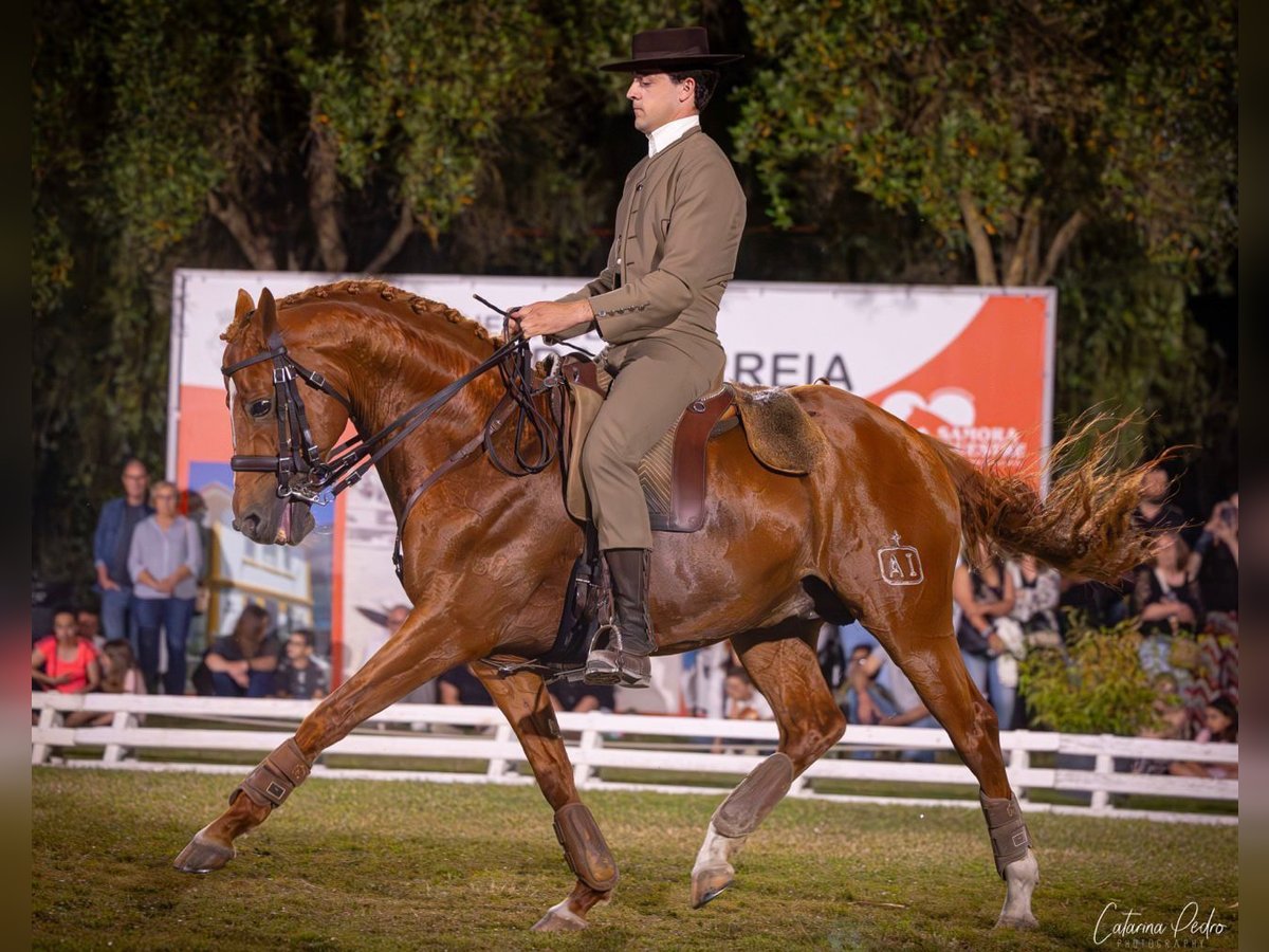 Cruzado Stallion 11 years 15,2 hh Chestnut-Red in Tomar Cruzado Stallion 11 years 15,2 hh Chestnut-Red in Tomar