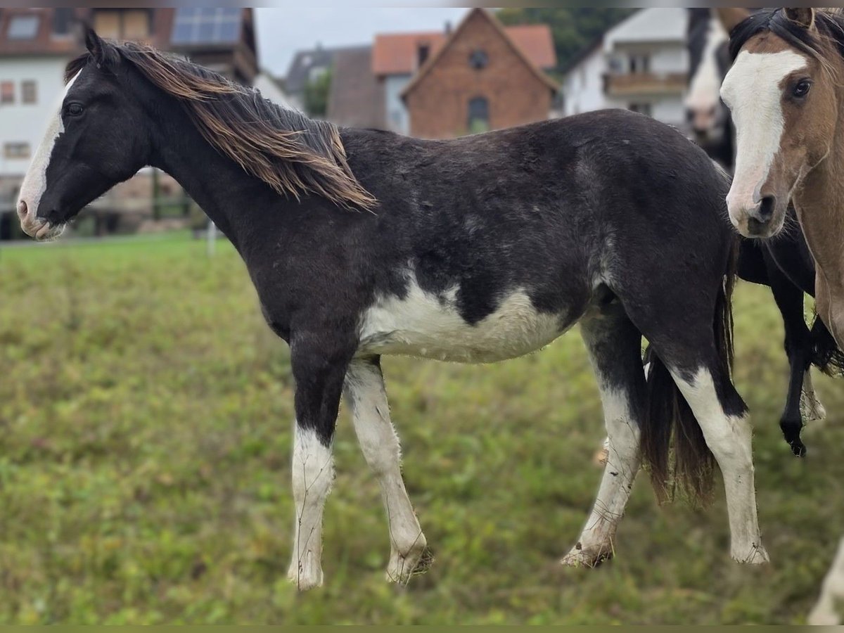 Cruzado Stallion 1 year 15,1 hh Overo-all-colors in Schöllkrippen Cruzado Stallion 1 year 15,1 hh Overo-all-colors in Schöllkrippen