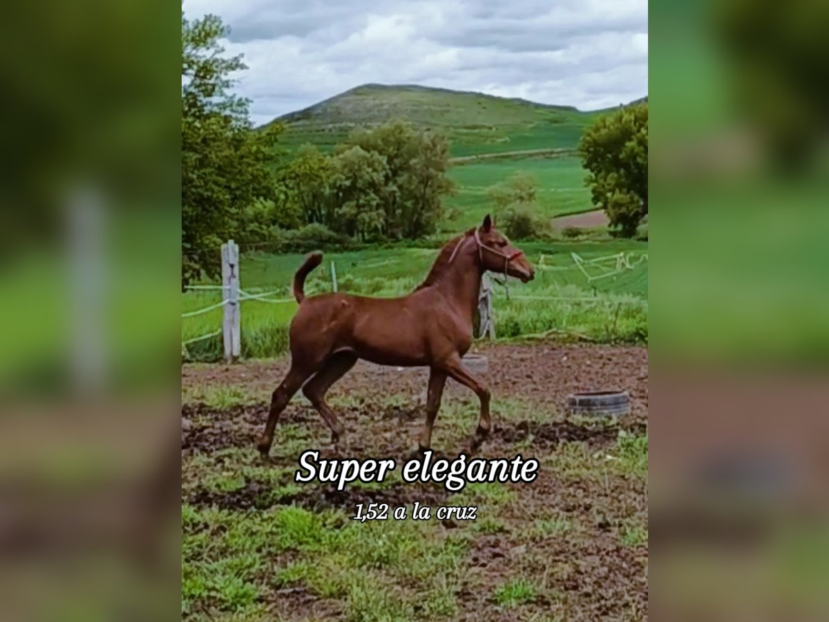 Cruzado Mix Stallion 1 year Chestnut-Red in Burgos