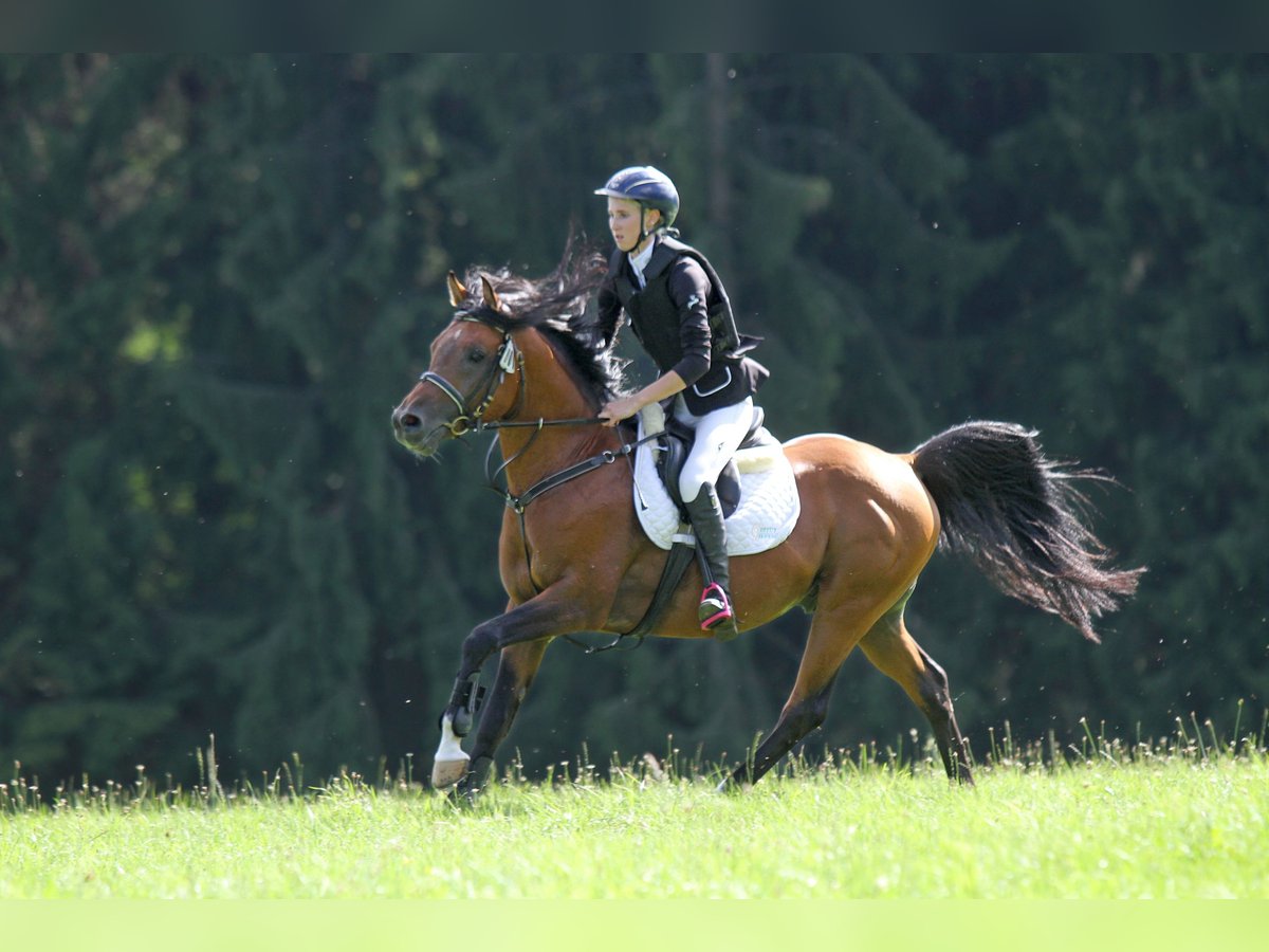 Cruzado Stallion Brown in Neumarkt-Sankt Veit