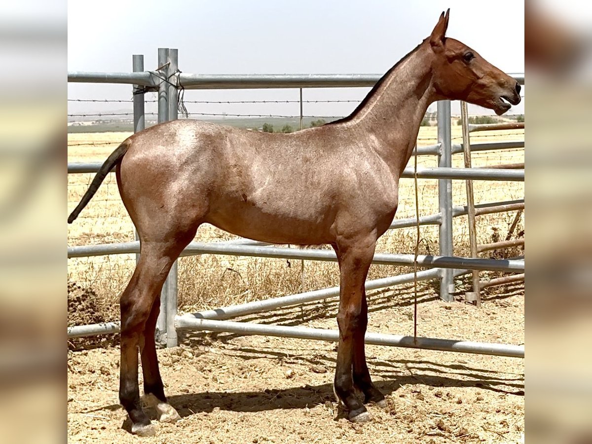 Cruzado Stallion Foal (03/2025) 16,1 hh Roan-Red in Bienvenida