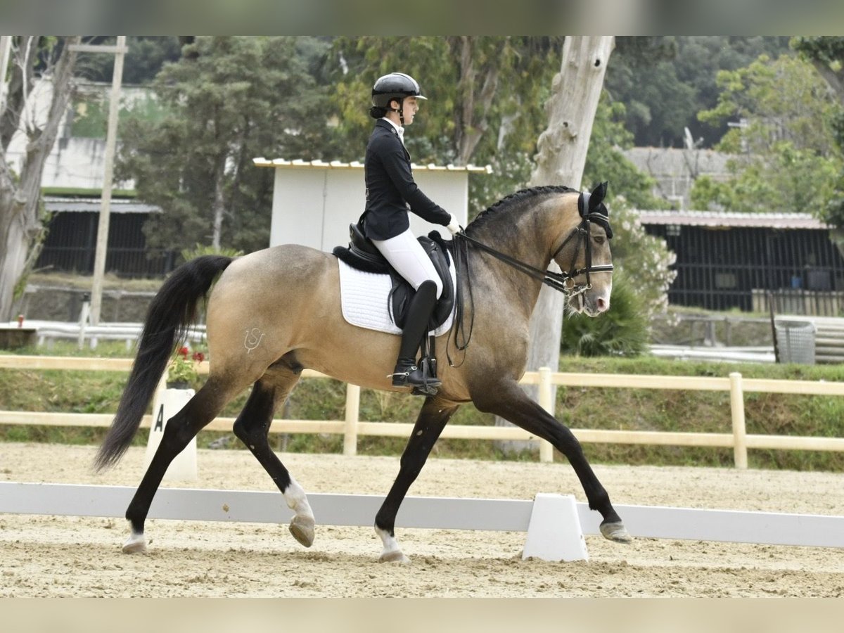 Cruzado Stallone 10 Anni 160 cm Pelle di daino in Perugia Cruzado Stallone 10 Anni 160 cm Pelle di daino in Perugia