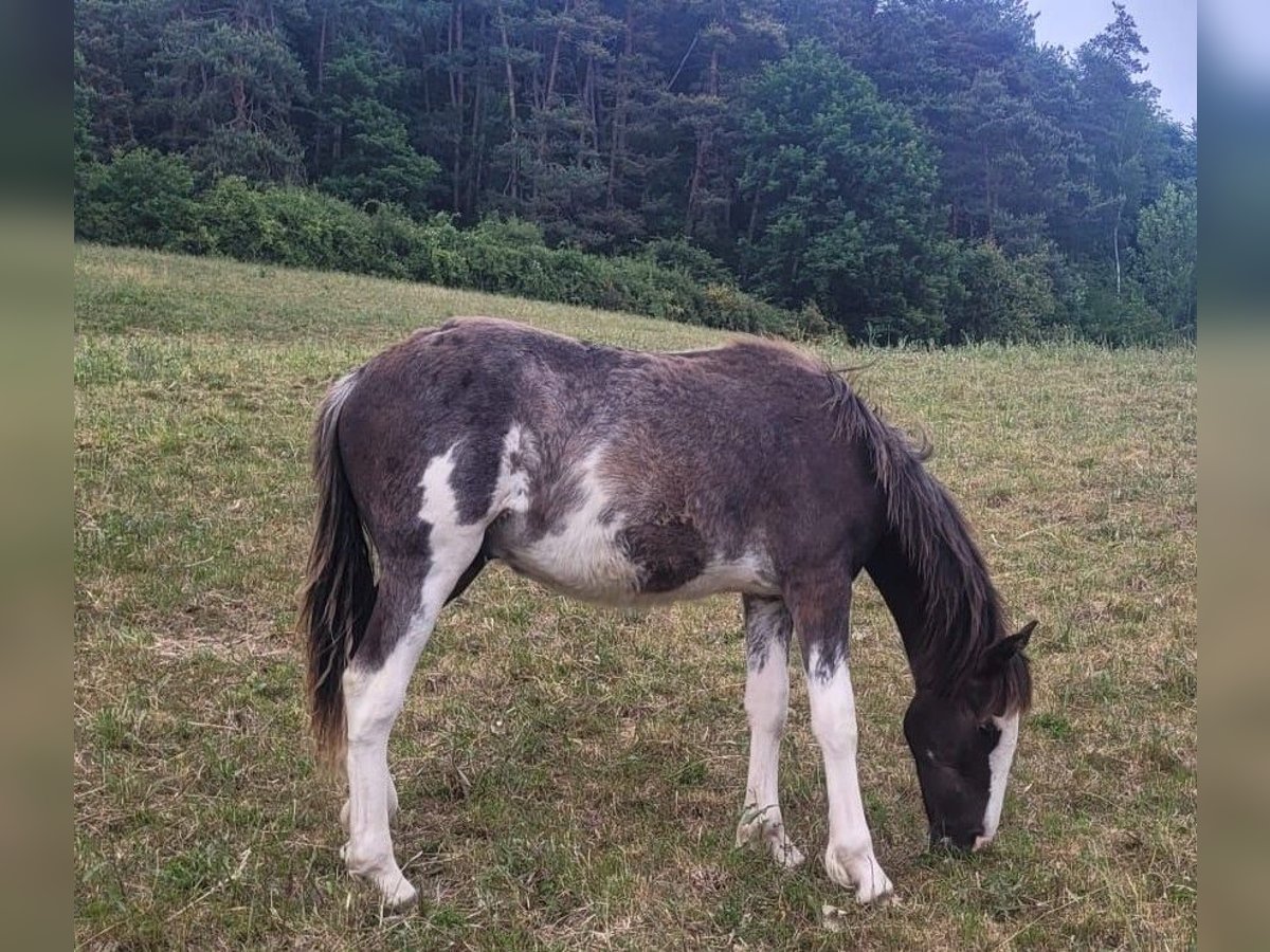 Cruzado Stallone 1 Anno 155 cm Overo-tutti i colori in Sommerkahl