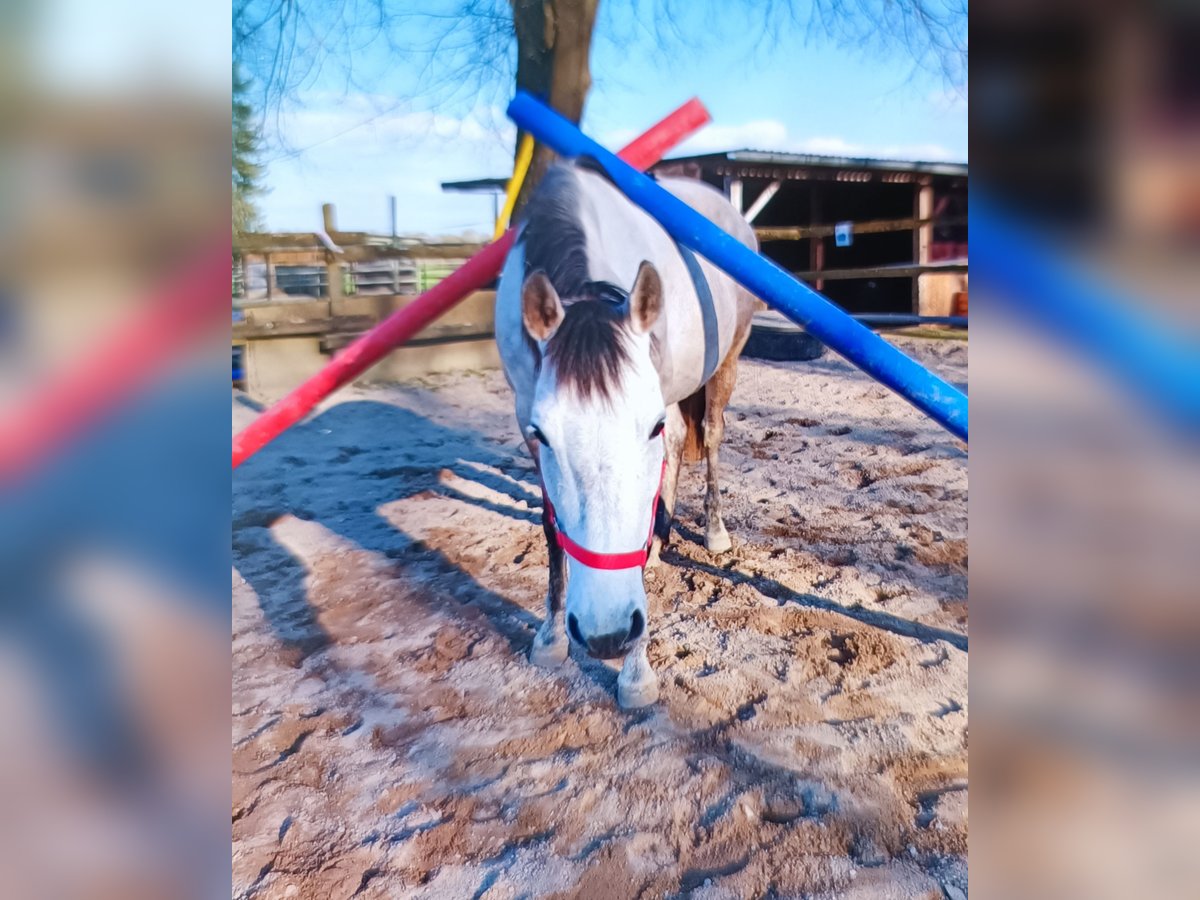 Cruzado Stute 10 Jahre 145 cm Cremello in Neu-Ulm