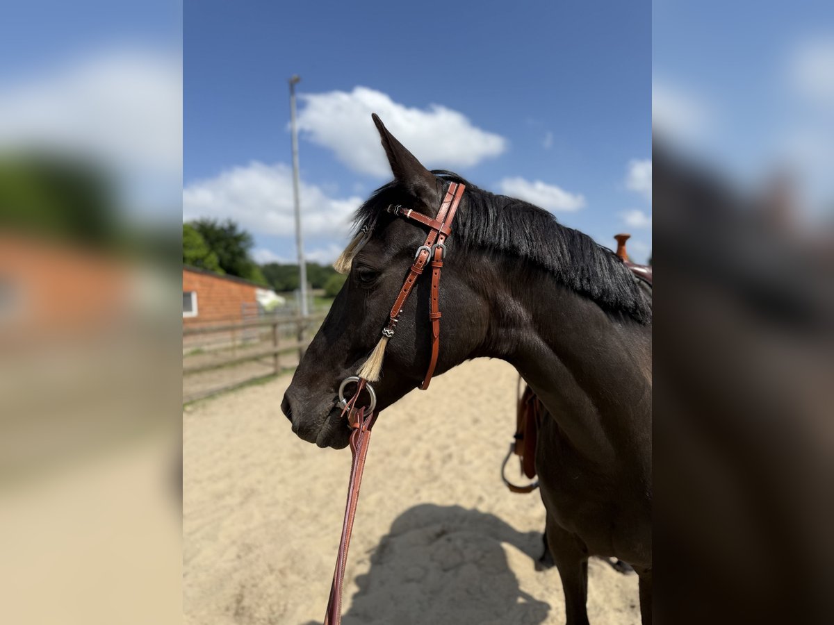 Cruzado Stute 11 Jahre 162 cm Rappe in Gangelt