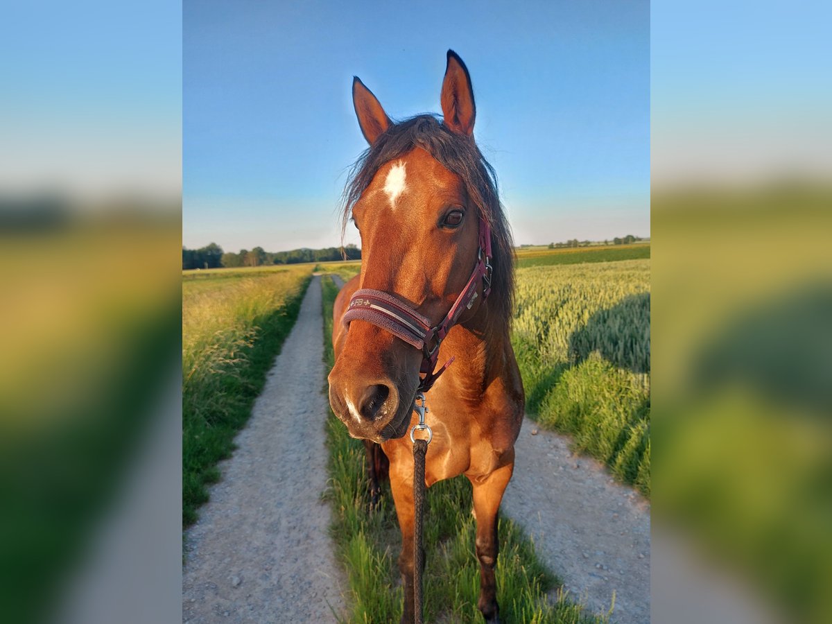 Cruzado Stute 11 Jahre Brauner in Gollhofen
