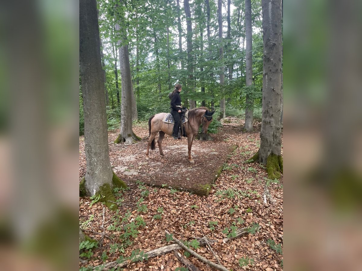 Cruzado Stute 13 Jahre 152 cm Roan-Red in Warmsroth