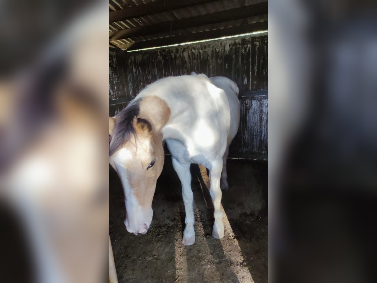 Cruzado Stute 13 Jahre 157 cm Schecke in Canet DAdri