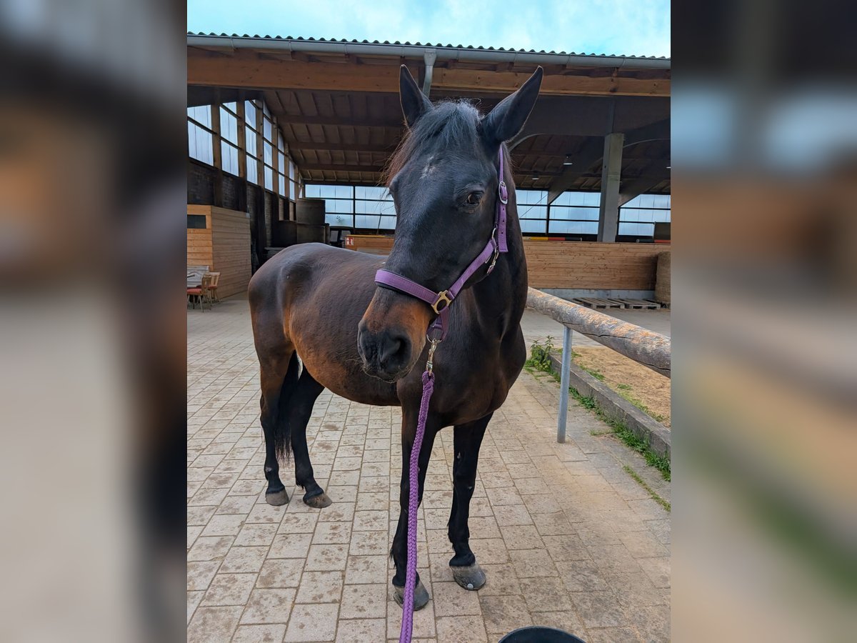 Cruzado Stute 15 Jahre 163 cm Dunkelbrauner in Kolbermoor
