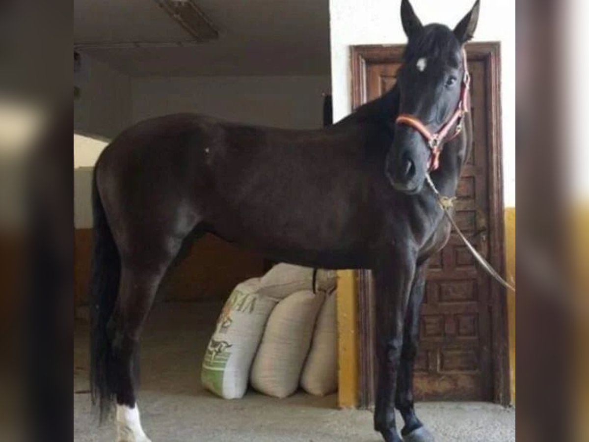Cruzado Stute 17 Jahre 168 cm in Sabadell Cruzado Stute 17 Jahre 168 cm in Sabadell