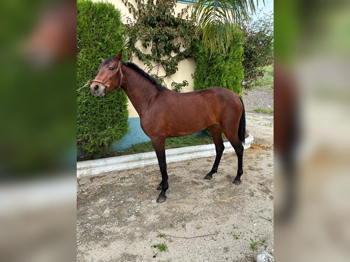 Cruzado Stute 2 Jahre 156 cm Brauner in Moron de De la Frontera
