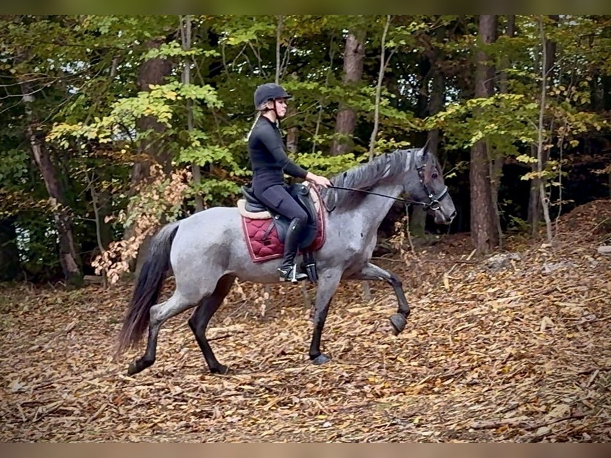 Cruzado Stute 3 Jahre 150 cm Roan-Blue in Neustadt (Wied)
