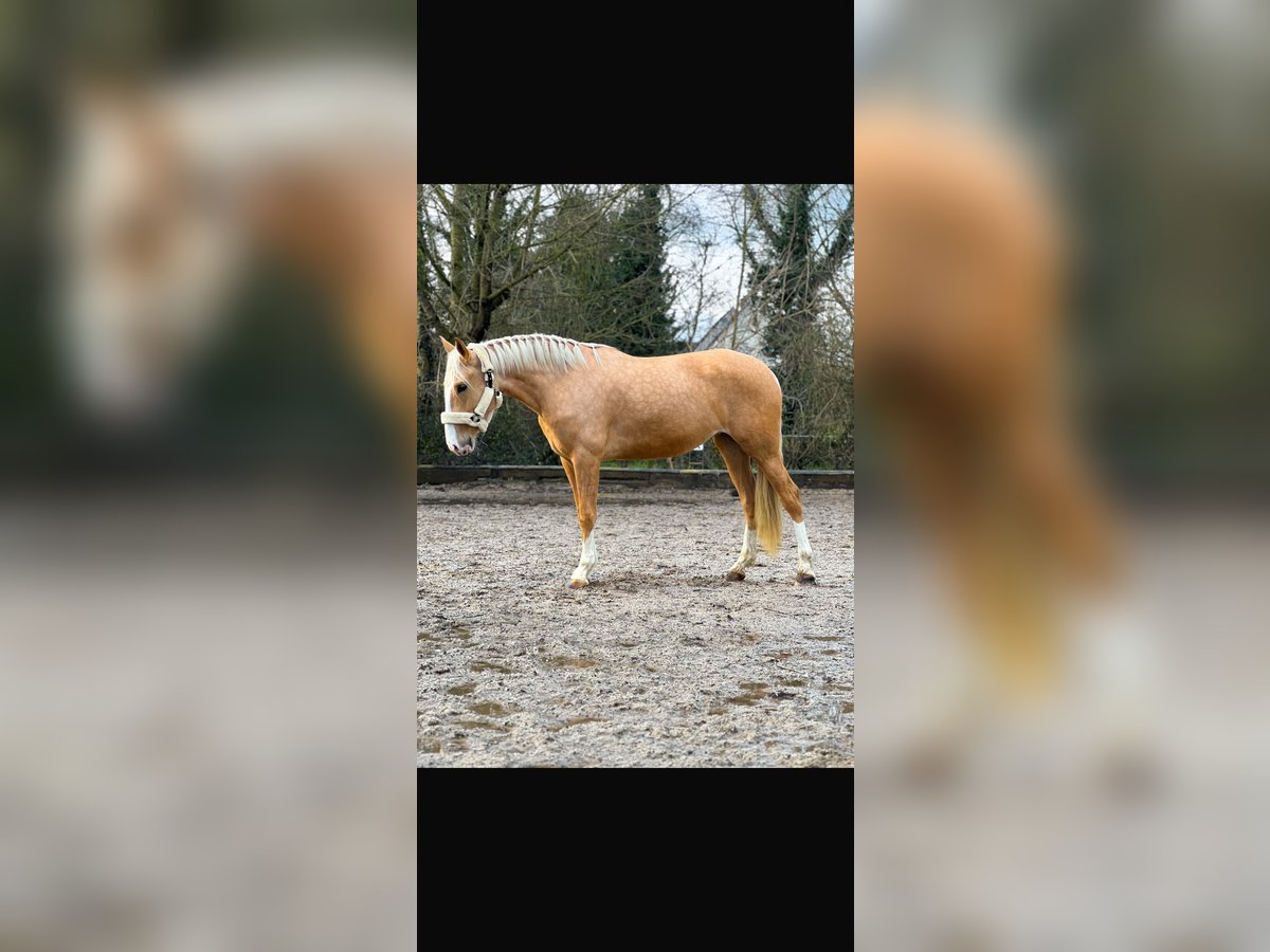 Cruzado Stute 4 Jahre 160 cm Palomino in Rommerskirchen