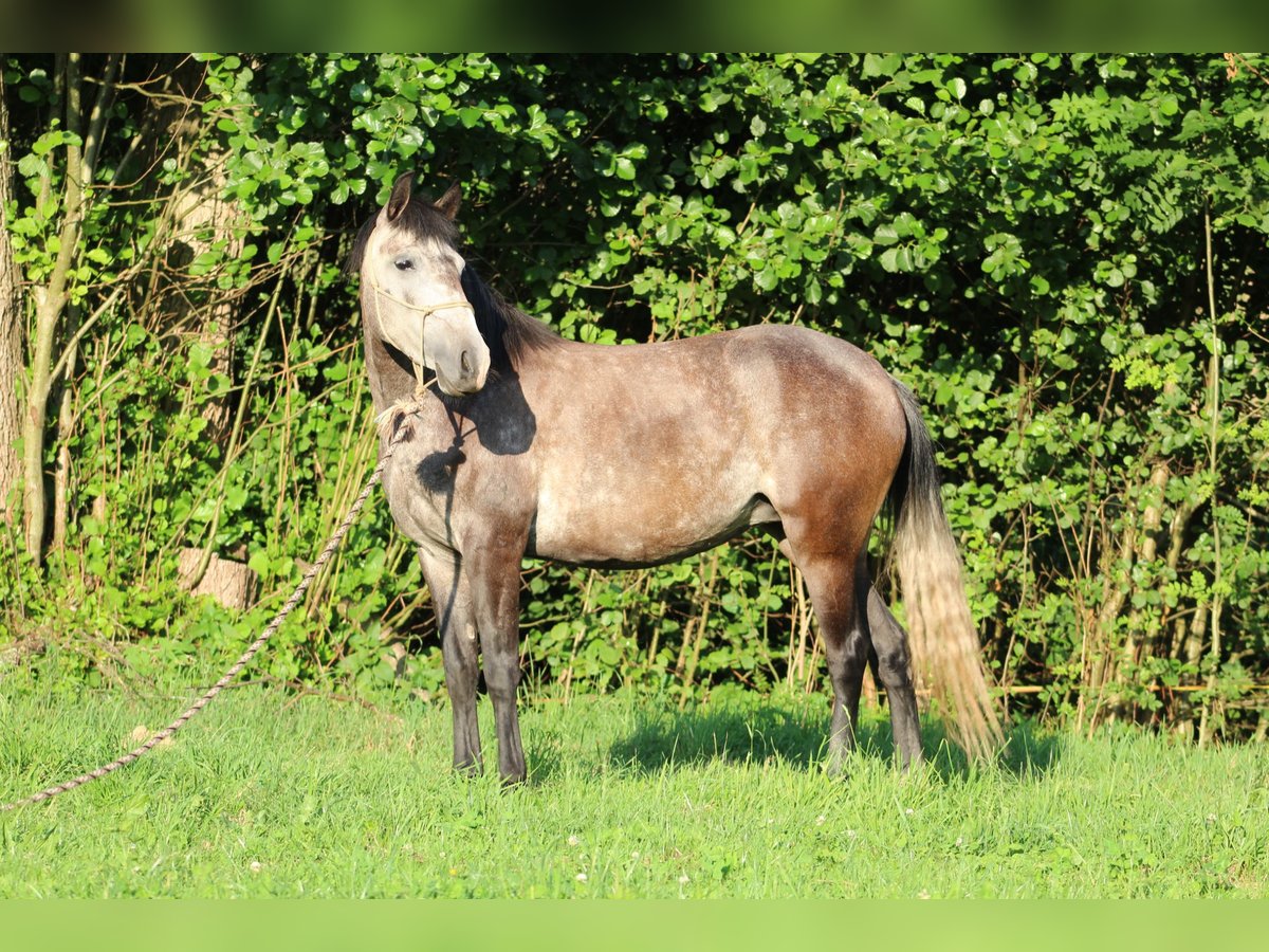 Cruzado Mix Stute 5 Jahre 140 cm Blauschimmel in Lahr