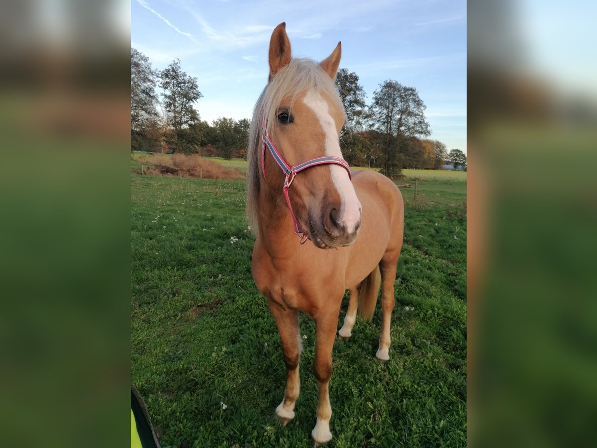 Cruzado Mix Stute 5 Jahre 149 cm Palomino in Isselburg