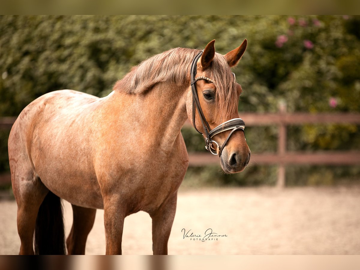 Cruzado Stute 5 Jahre 150 cm Roan-Red in Blekendorf