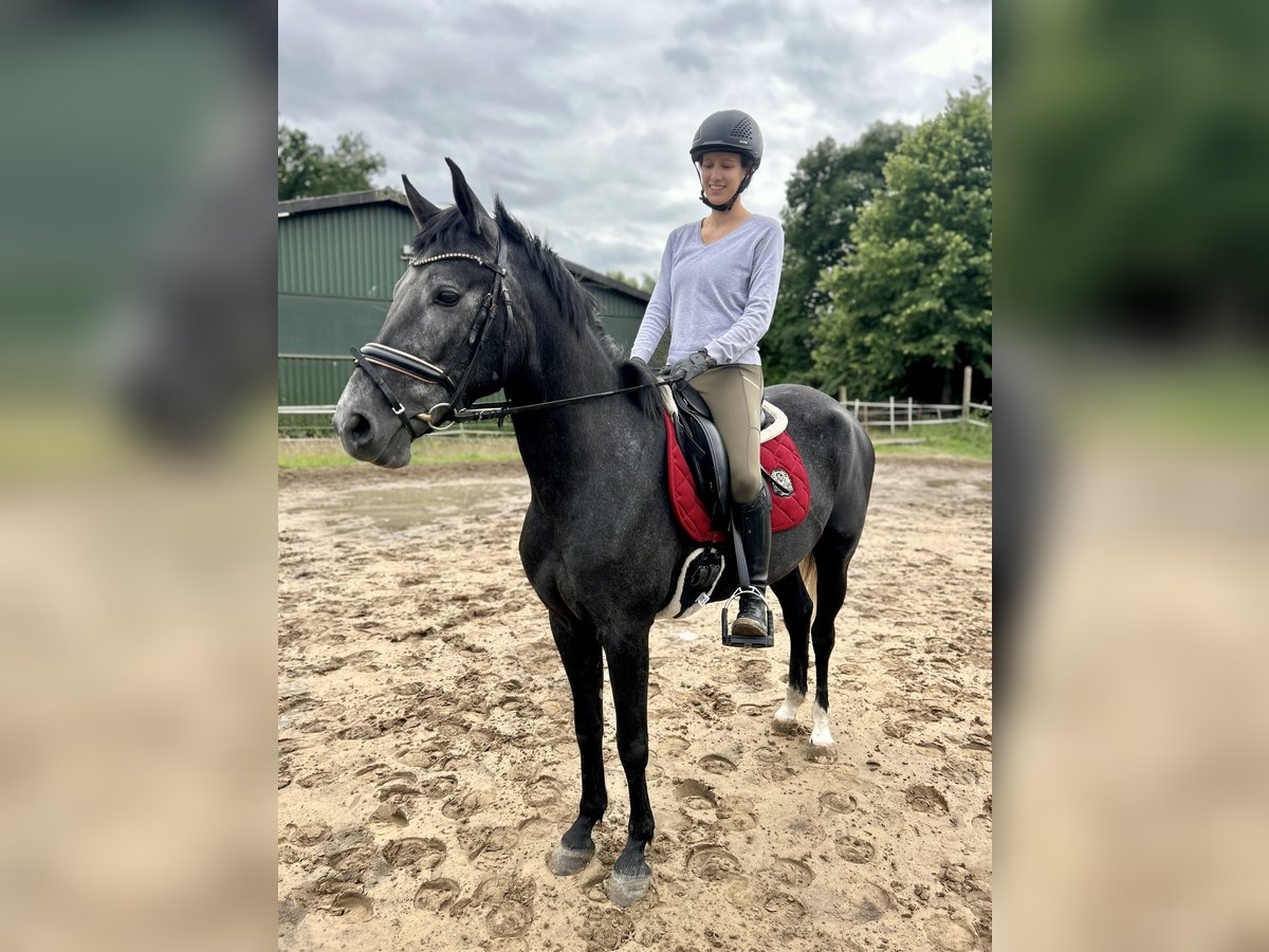 Cruzado Stute 5 Jahre 157 cm Apfelschimmel in Schermbeck