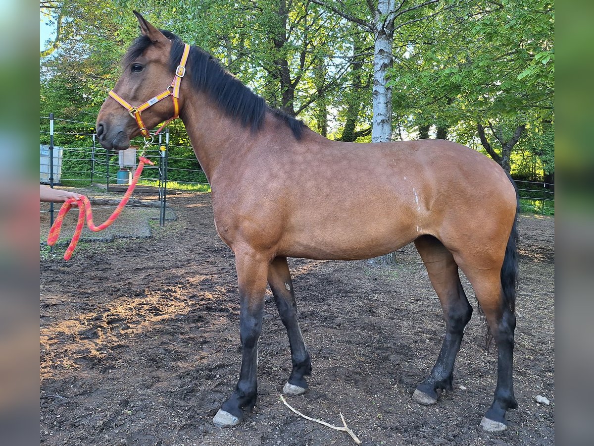 Cruzado Mix Stute 5 Jahre 163 cm Brauner in Langschlag