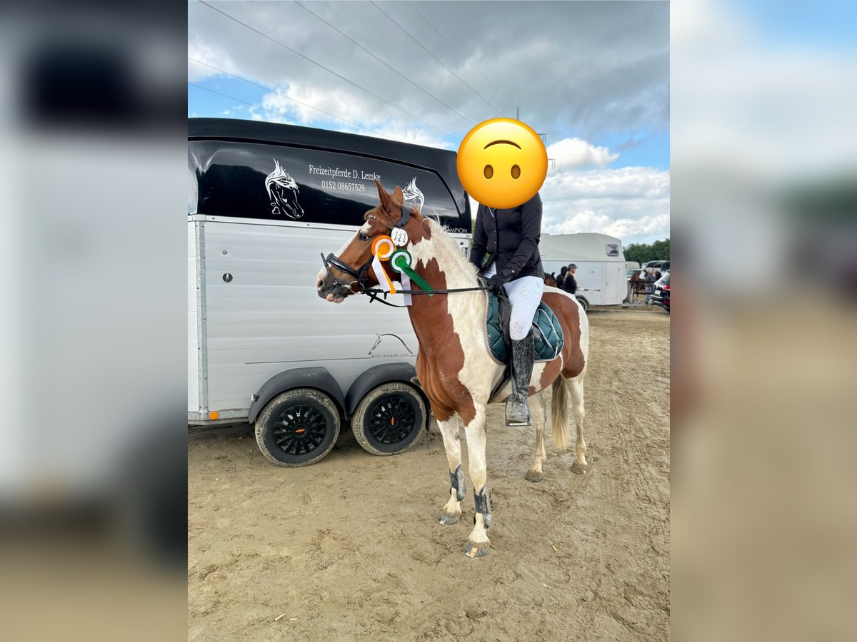 Cruzado Mix Stute 6 Jahre 152 cm Schecke in Schermbeck