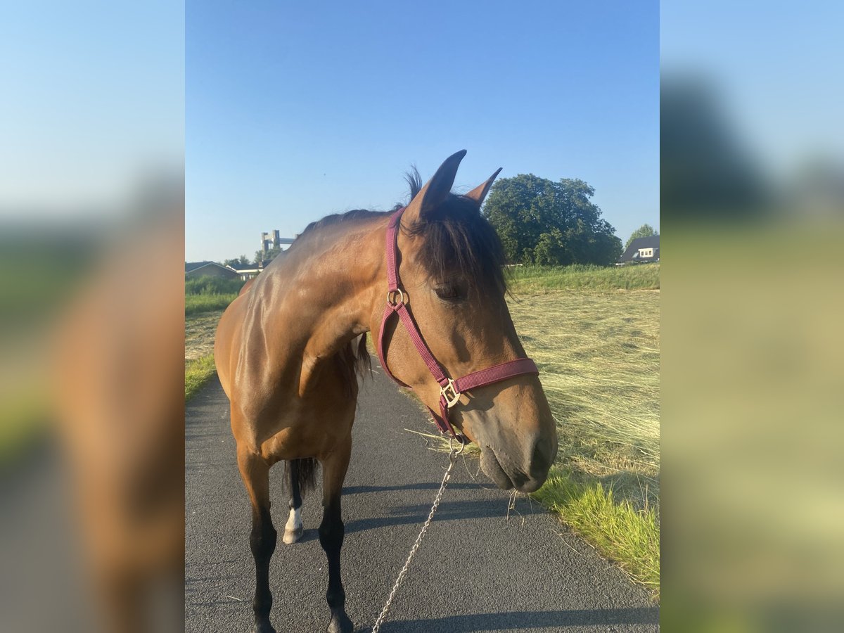 Cruzado Stute 6 Jahre 155 cm Brauner in Gouda