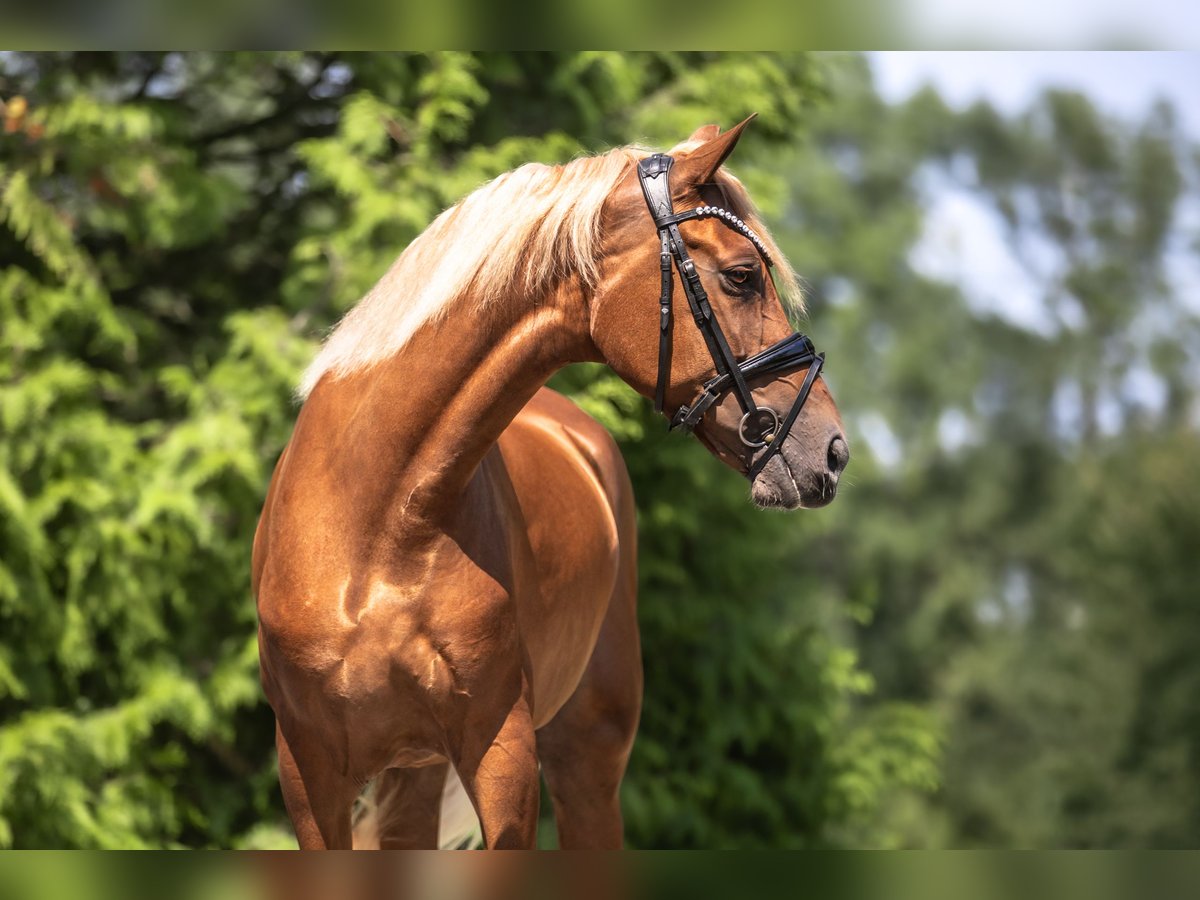 Cruzado Stute 7 Jahre 157 cm Fuchs in Windhagen