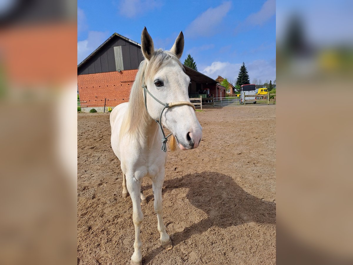 Cruzado Stute 8 Jahre 155 cm Buckskin in Salzhausen