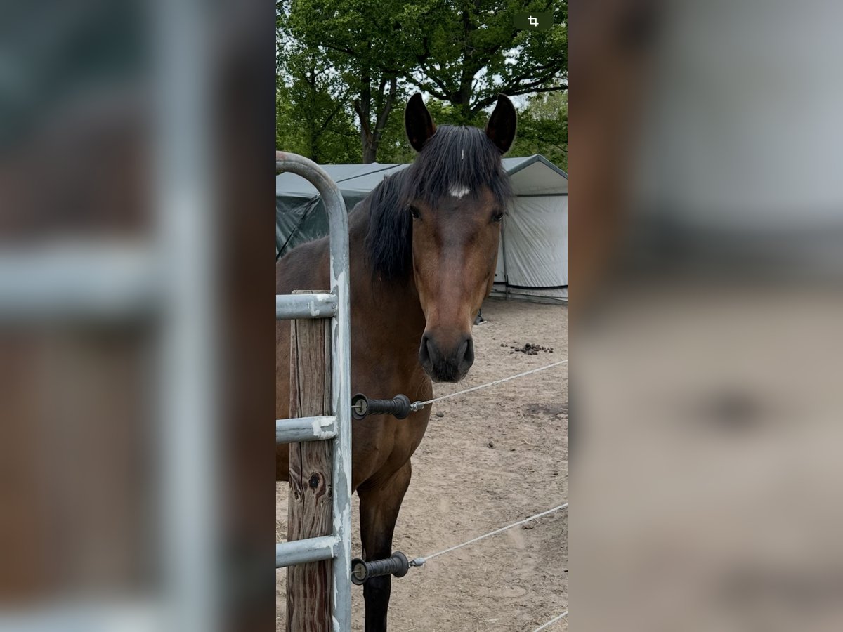 Cruzado Stute 9 Jahre 150 cm Dunkelbrauner in M&#xFC;den (Aller)