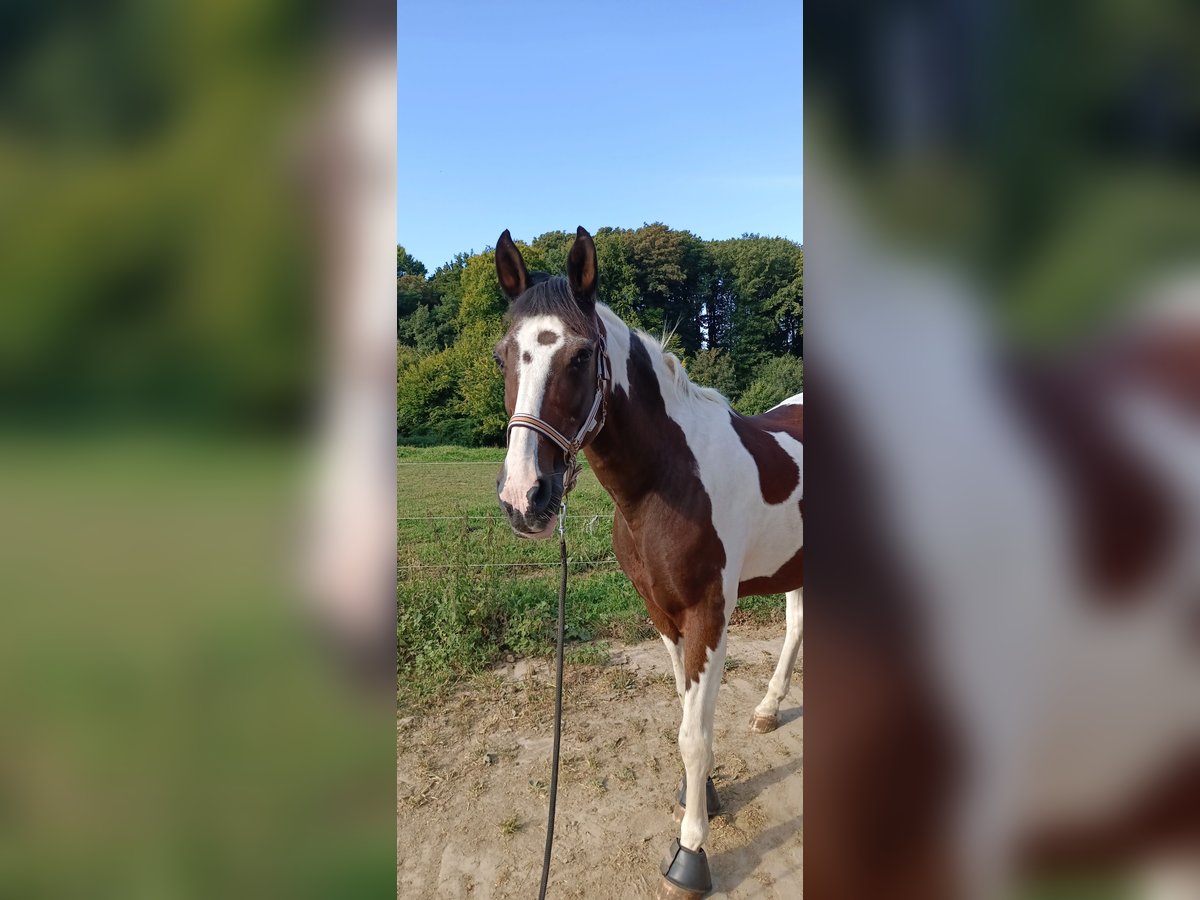 Cruzado Mix Wałach 14 lat 158 cm Srokata in R&#xF6;srath