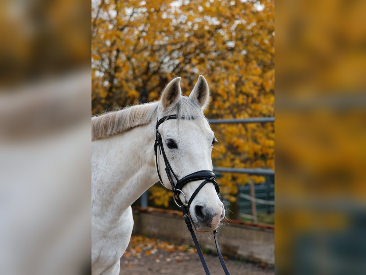 Cruzado Wałach 14 lat 163 cm Siwa in Abenberg