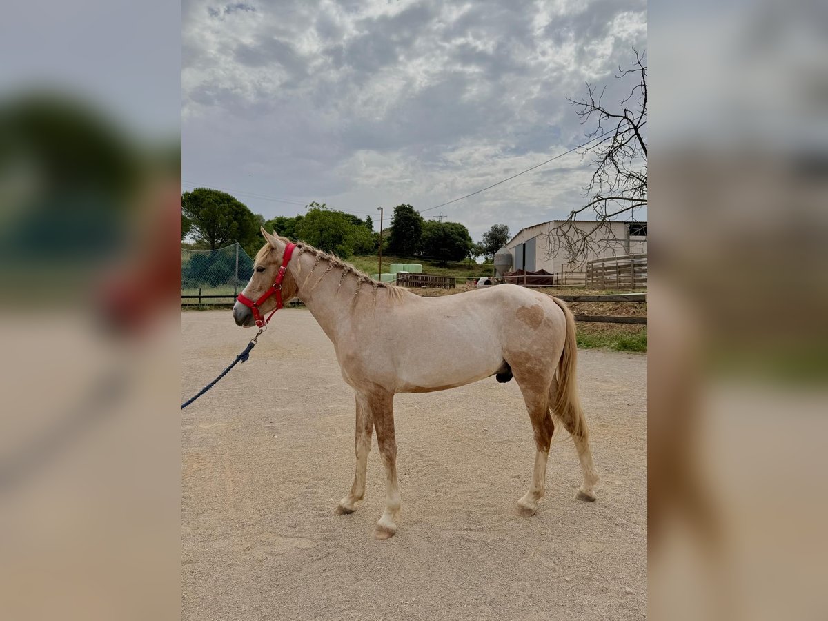 Cruzado Wałach 3 lat 142 cm Izabelowata in Pedrinya (Ajuntament Crespia)