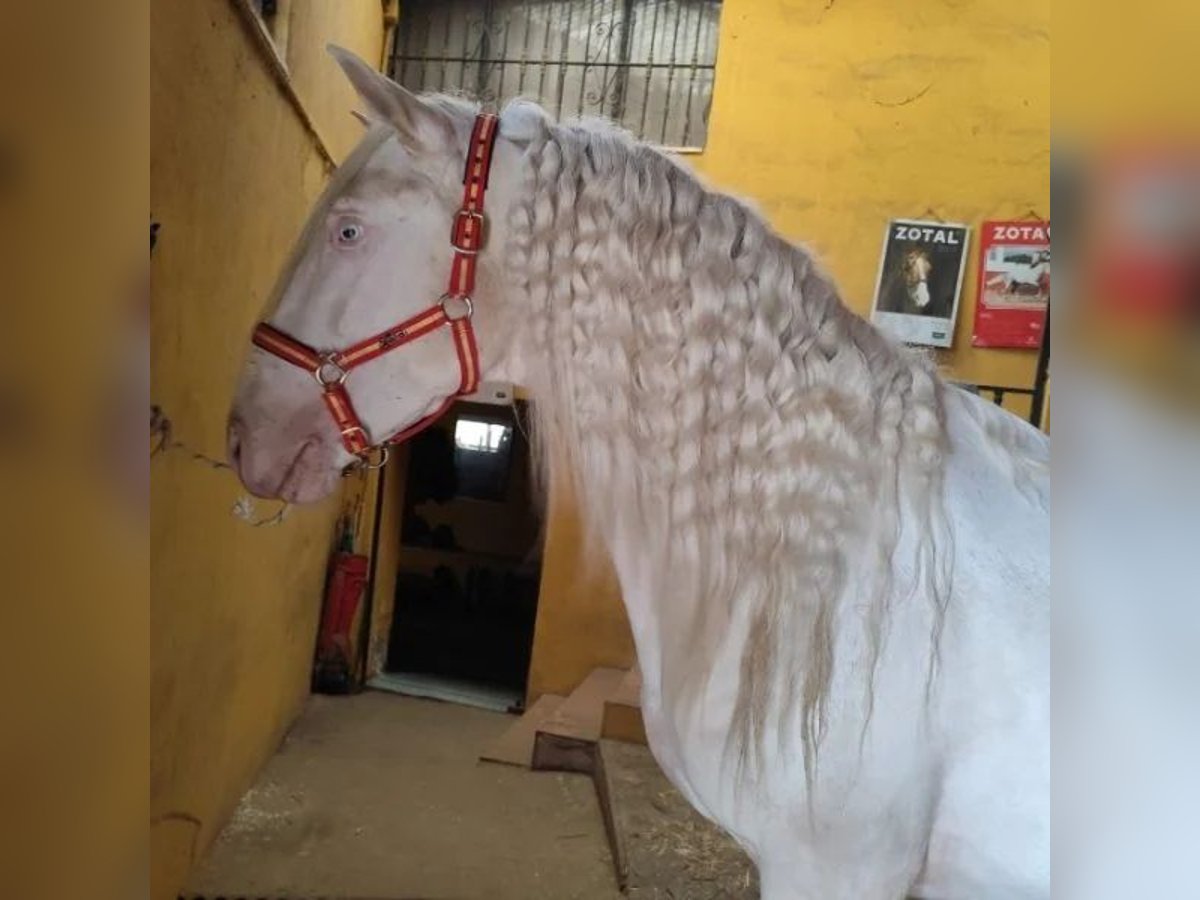 Cruzado Wałach 4 lat 165 cm Siwa in Sabadell Cruzado Wałach 4 lat 165 cm Siwa in Sabadell