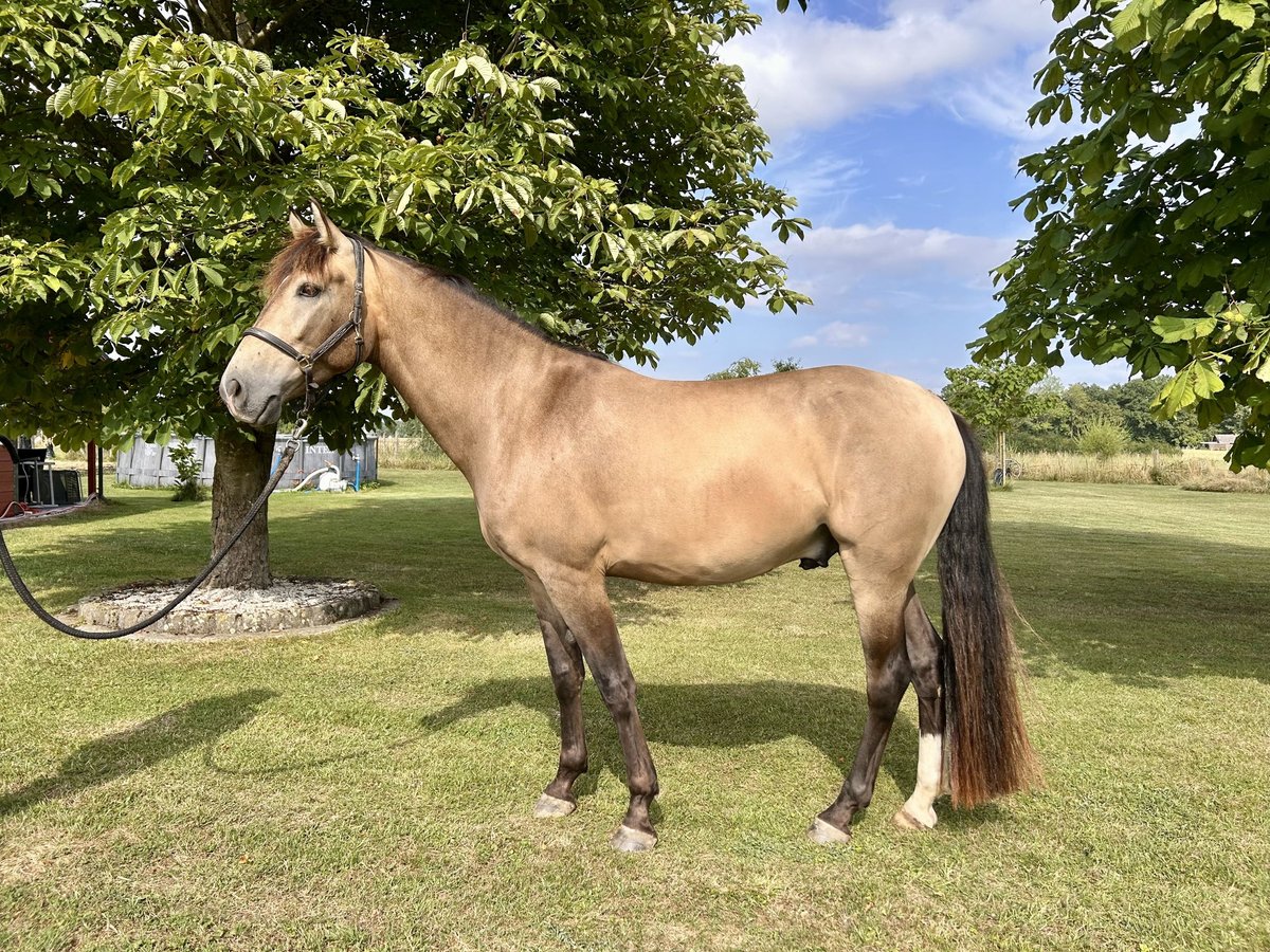 Cruzado Wałach 4 lat 166 cm Jelenia in Lippetal