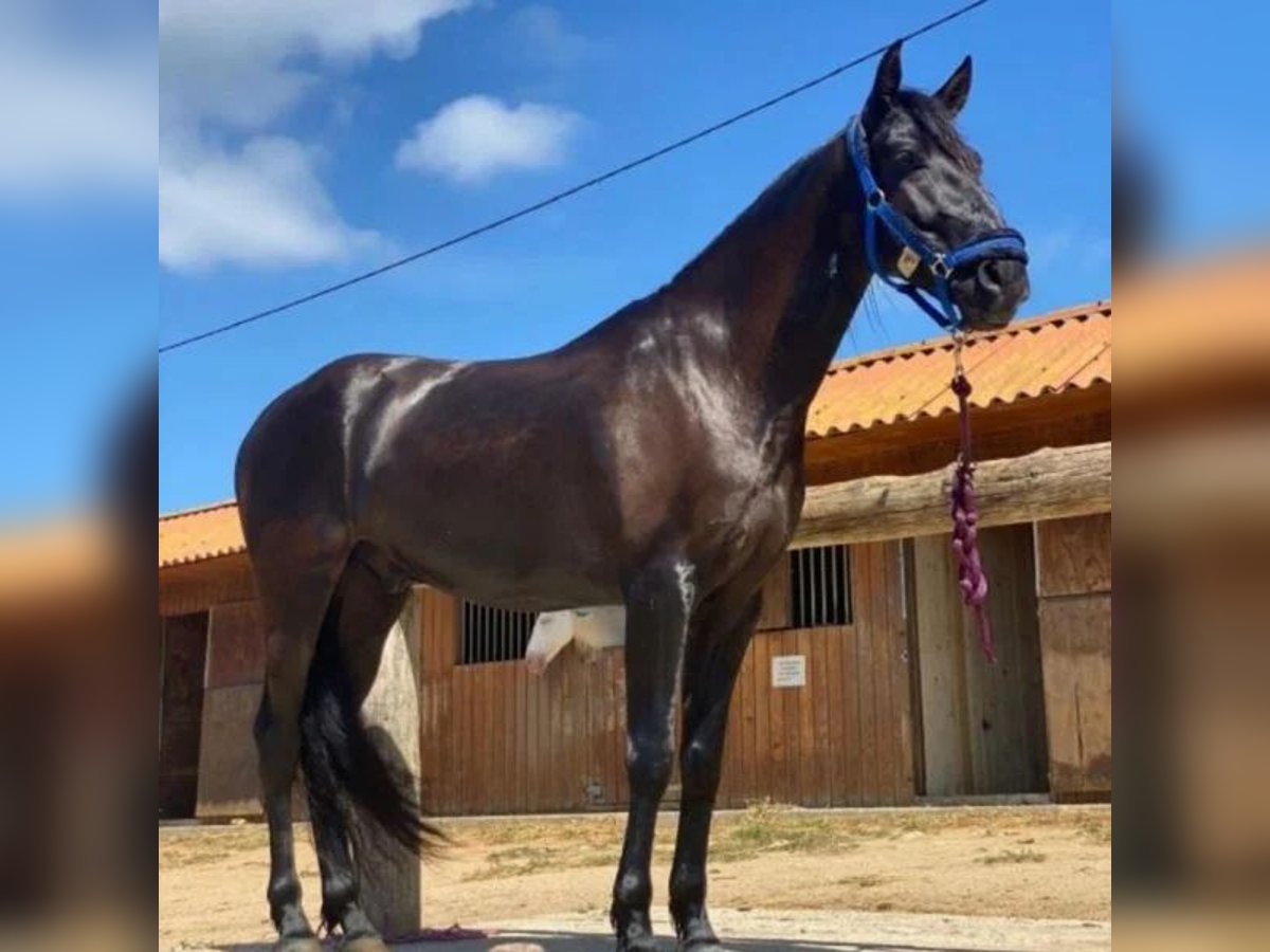 Cruzado Wałach 5 lat 163 cm Kara in Sabadell Cruzado Wałach 5 lat 163 cm Kara in Sabadell