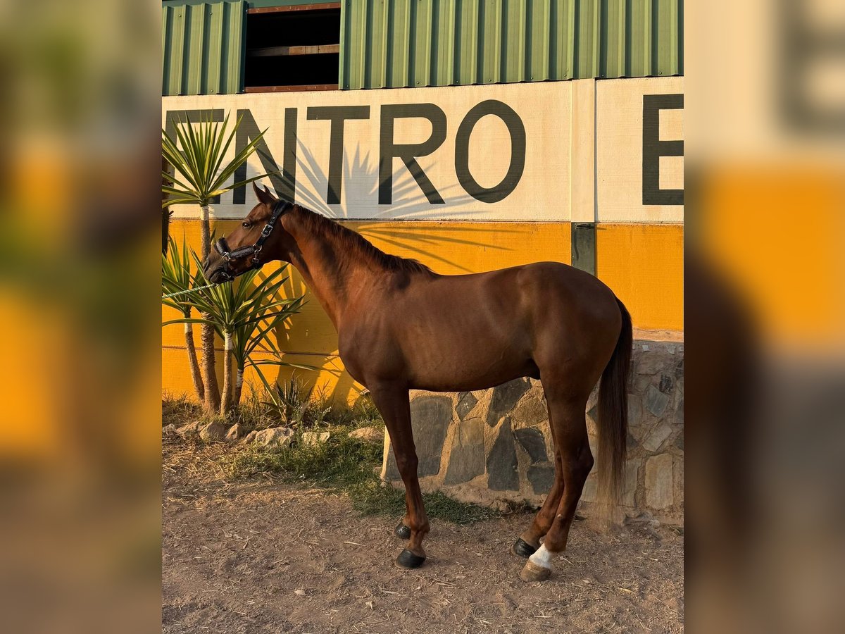 Cruzado Wałach 7 lat 161 cm Kasztanowata in Guarrom&#xE1;n